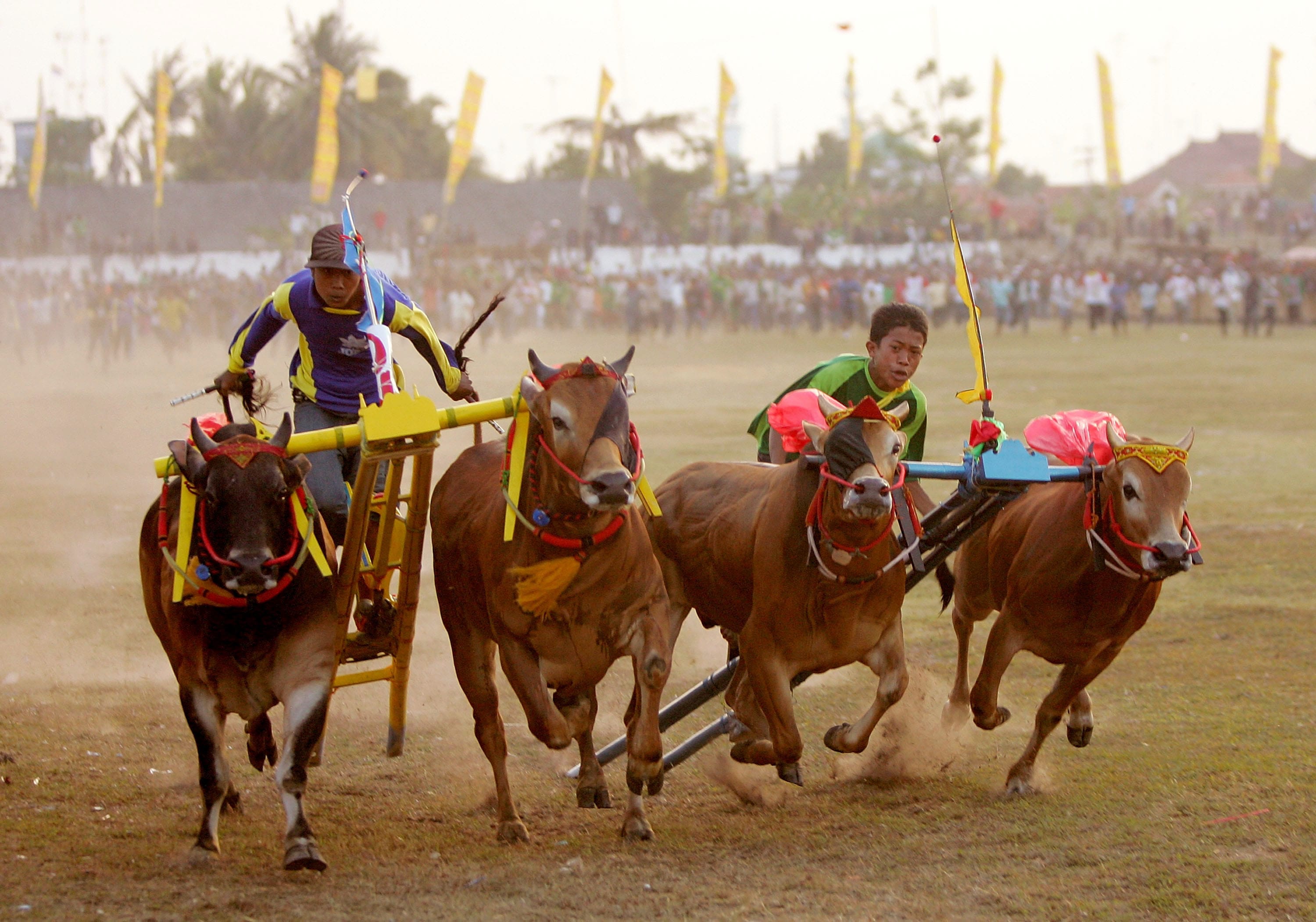 Bull Racing In Indonesia Ezra Shaw Photography
